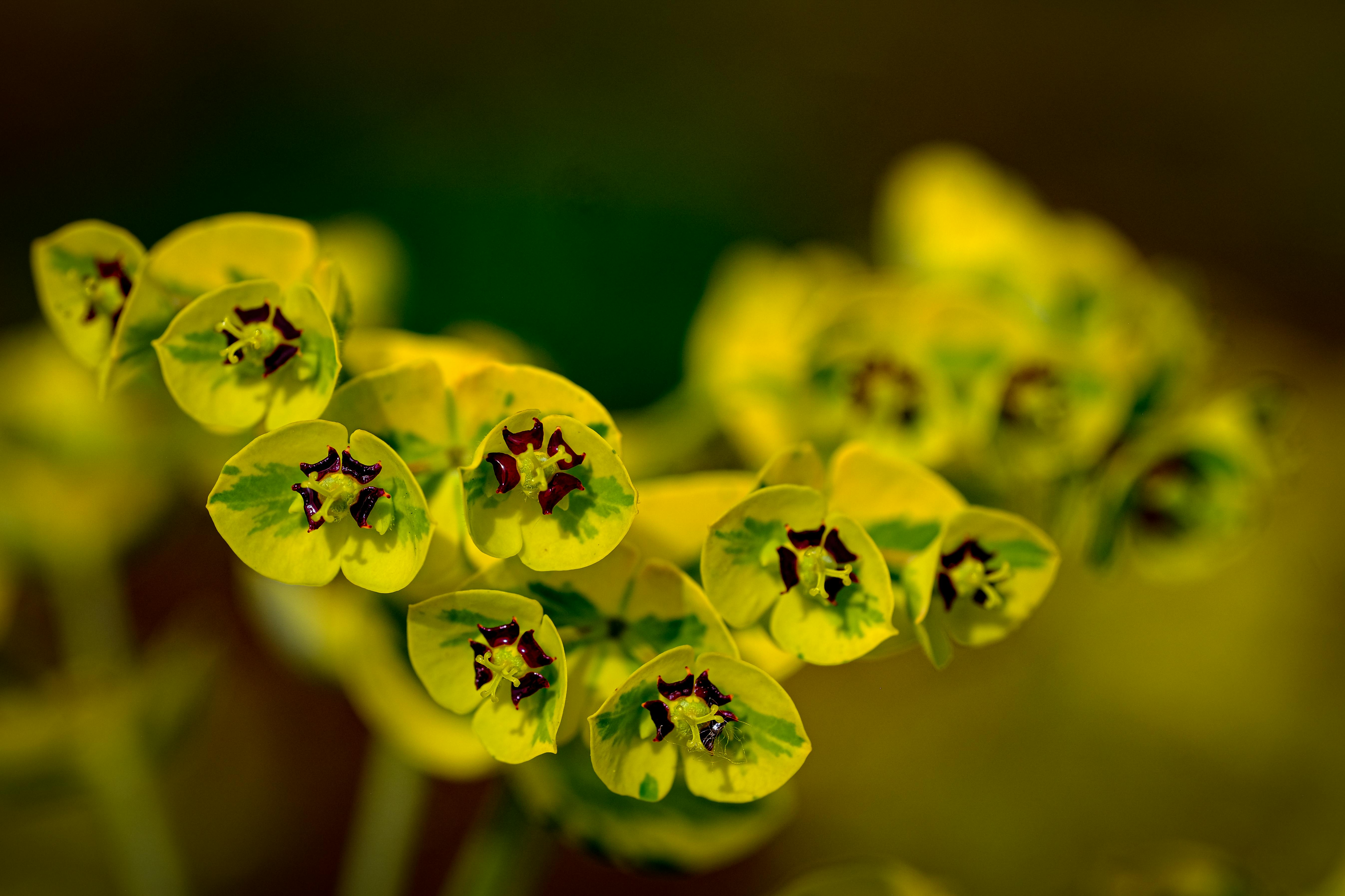残特奥会单日决出3枚乒乓球金牌 江苏队独揽2枚 - 图片1